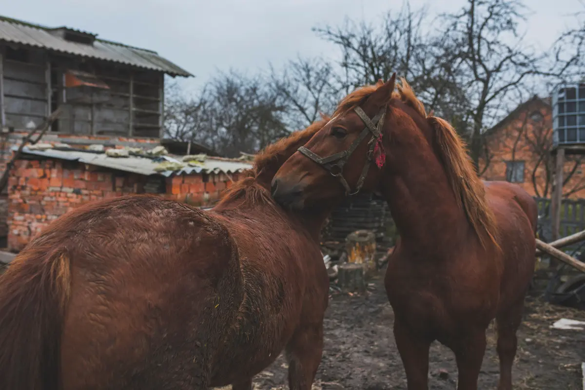 Los carretoneros atentan contra el medio ambiente al contaminar con desechos, basura, animales muertos y escombro en suelo de la ciudad/Foto: Freepik
