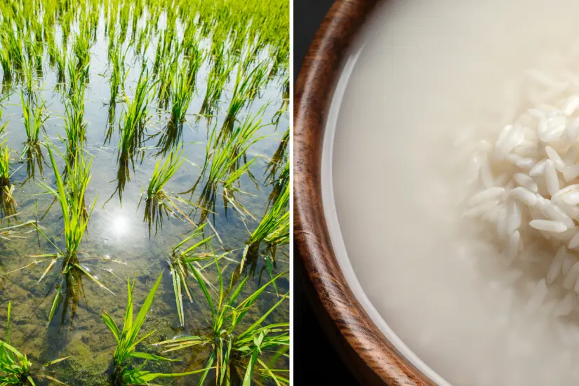 Muchas plantas pueden florecer más hermosamente gracias al agua de arroz, un recurso natural fácil de conseguir en casa. Foto: Canva
