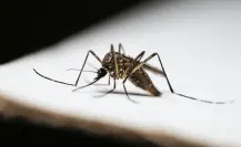 Dengue en Coahuila, ¿cuáles son los sectores de alto riesgo en Saltillo?