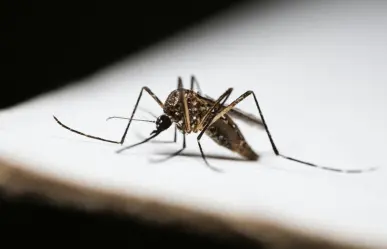 Dengue en Coahuila, ¿cuáles son los sectores de alto riesgo en Saltillo?