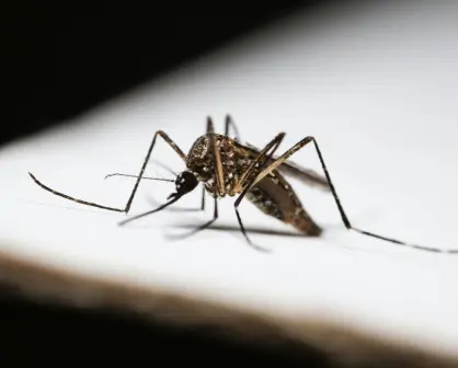 Dengue en Coahuila, ¿cuáles son los sectores de alto riesgo en Saltillo?
