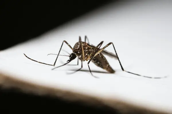 Dengue en Coahuila, ¿cuáles son los sectores de alto riesgo en Saltillo?