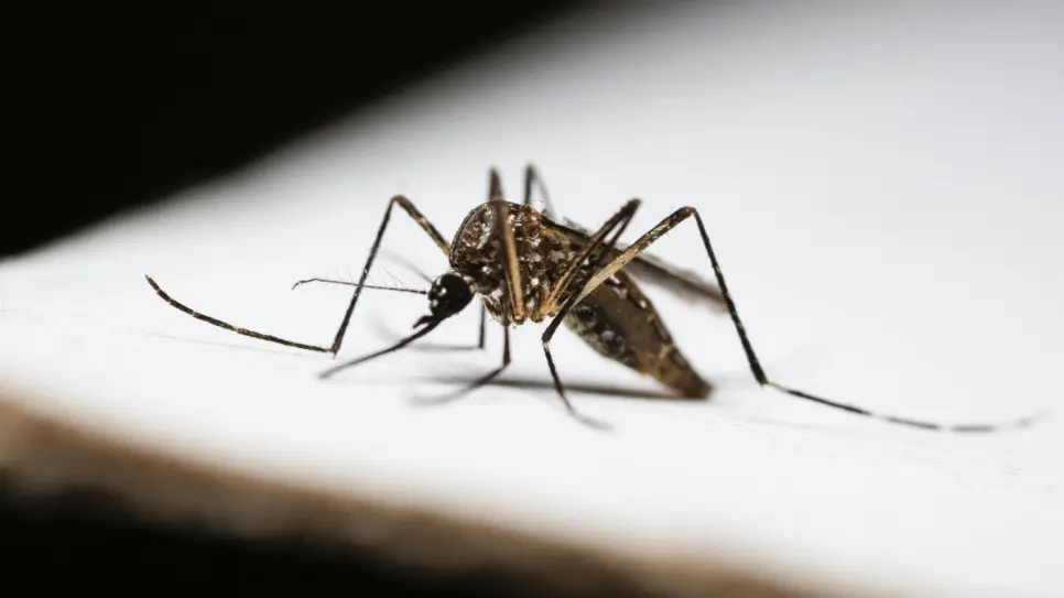 Dengue en Coahuila, ¿cuáles son los sectores de alto riesgo en Saltillo?