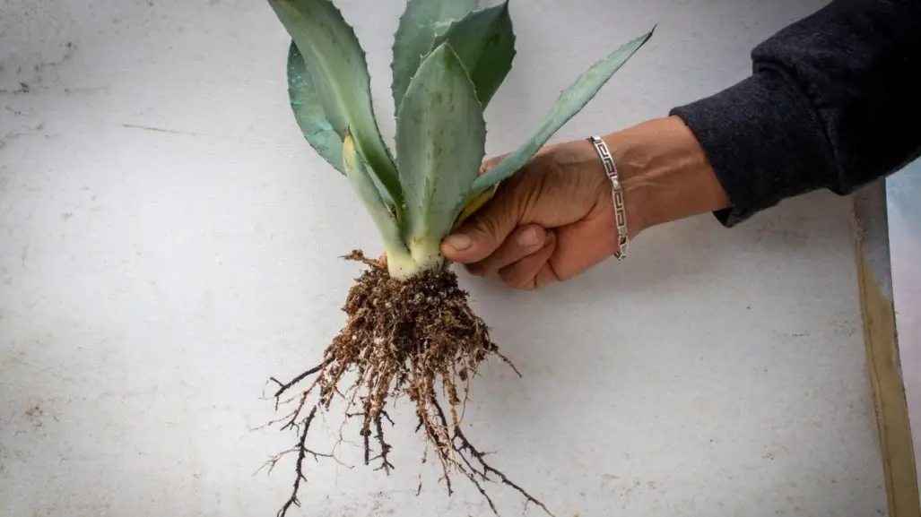 El material nativo del Edomex que ayuda a reforestar bosques y así puedes usar en casa