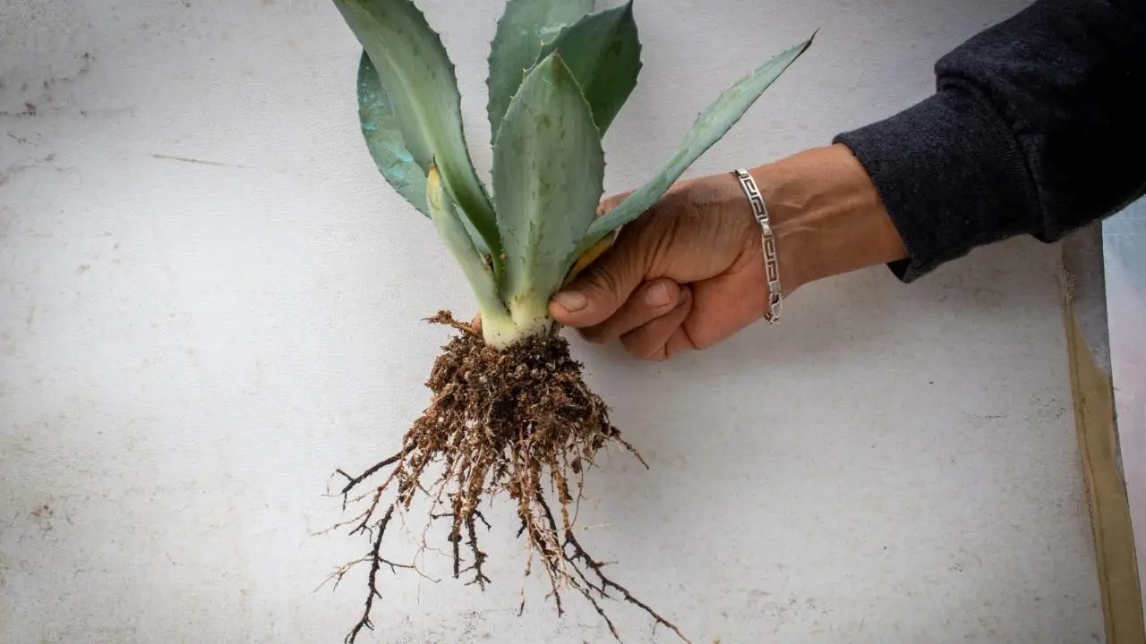 El material nativo del Edomex que ayuda a reforestar bosques y así puedes usar en casa. Foto: VISIÓN SUR AGENCIA DE COMUNICACIÓN Y NOTICIAS