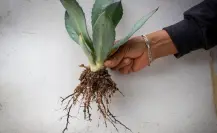 El material nativo del Edomex que ayuda a reforestar bosques y así puedes usar en casa
