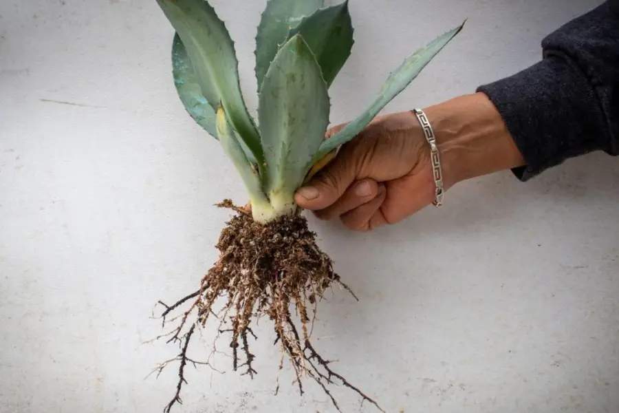 El material nativo del Edomex que ayuda a reforestar bosques y así puedes usar en casa