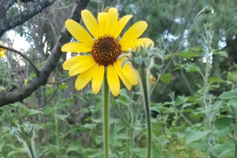 El Polocote (Tithonia tubiformis) es una flor nativa de Tamaulipas. Foto: iNaturalist