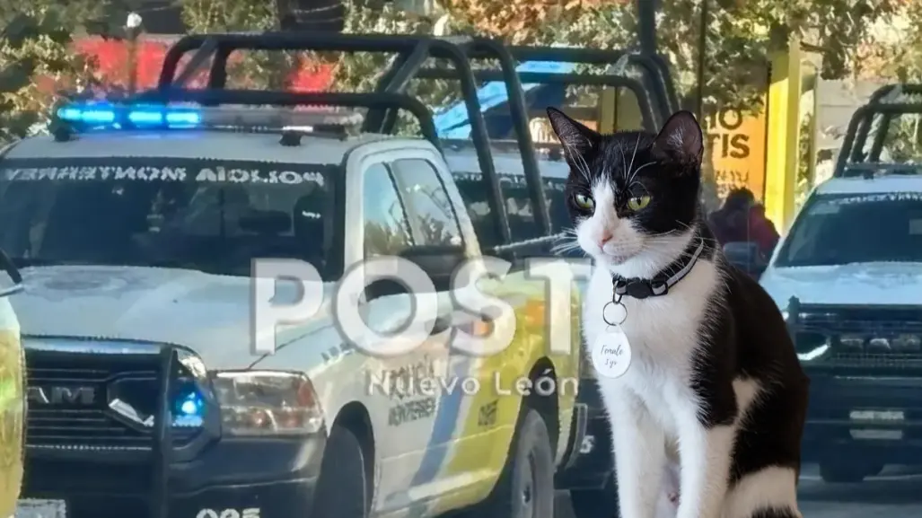 Policía de Monterrey protagoniza tierno rescate de gatito en avenida Paseo de los Leones