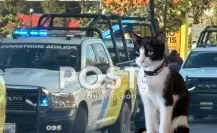Policía de Monterrey protagoniza tierno rescate de gatito en avenida Paseo de los Leones