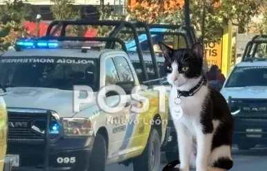 Policía de Monterrey protagoniza tierno rescate de gatito en avenida Paseo de los Leones