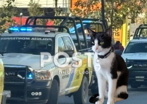 Policía de Monterrey protagoniza tierno rescate de gatito en avenida Paseo de los Leones