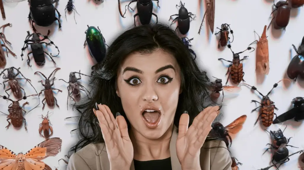 Top 5 de insectos raros en Yucatán que probablemente no conocías