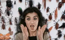 Top 5 de insectos raros en Yucatán que probablemente no conocías