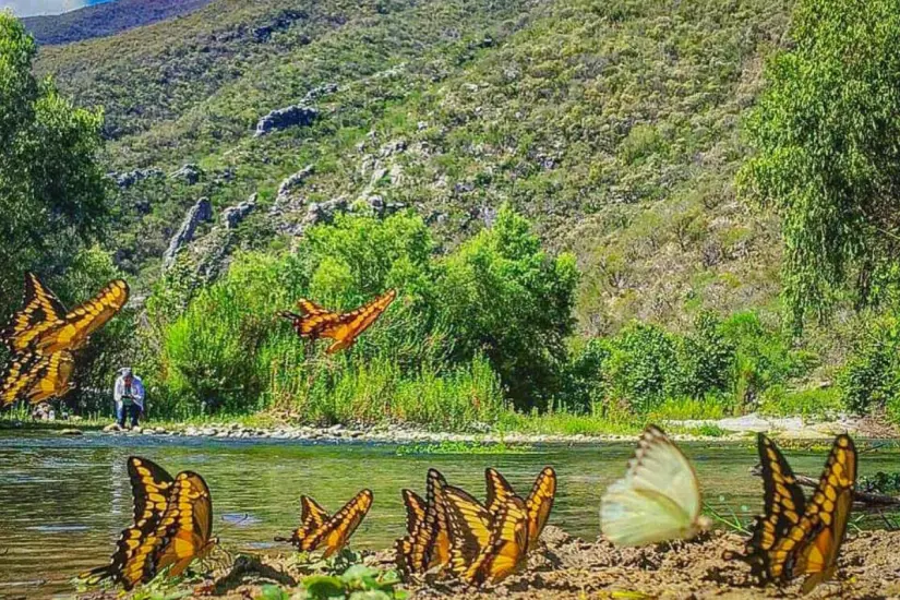 En este río encontrarás aves de todas las especies | Foto: Vicky Ranch