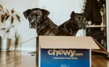 Habilitan refugio para mascotas en Tampico