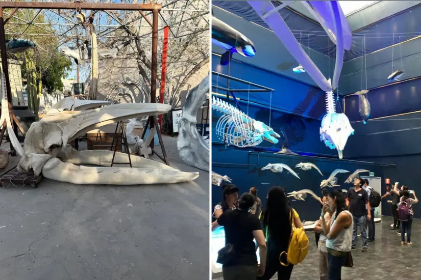 Foto: Museo de la Ballena / Facebook