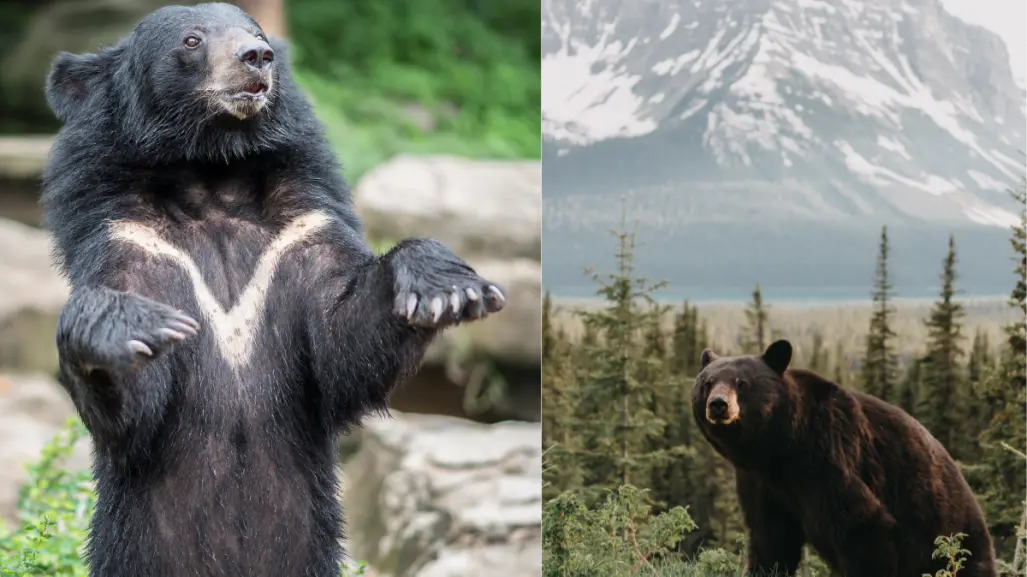 El animal nativo más grande de Tamaulipas que puede llegar a pesar hasta 270 kilos