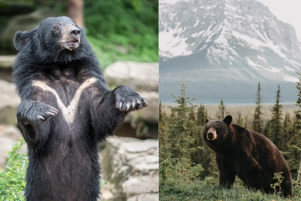 Conoce la relevancia del oso negro americano en el ecosistema de TamaulipasFreepik Unsplash