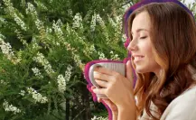 El árbol nativo de Durango popular en la herbolaria para tratamientos del riñón