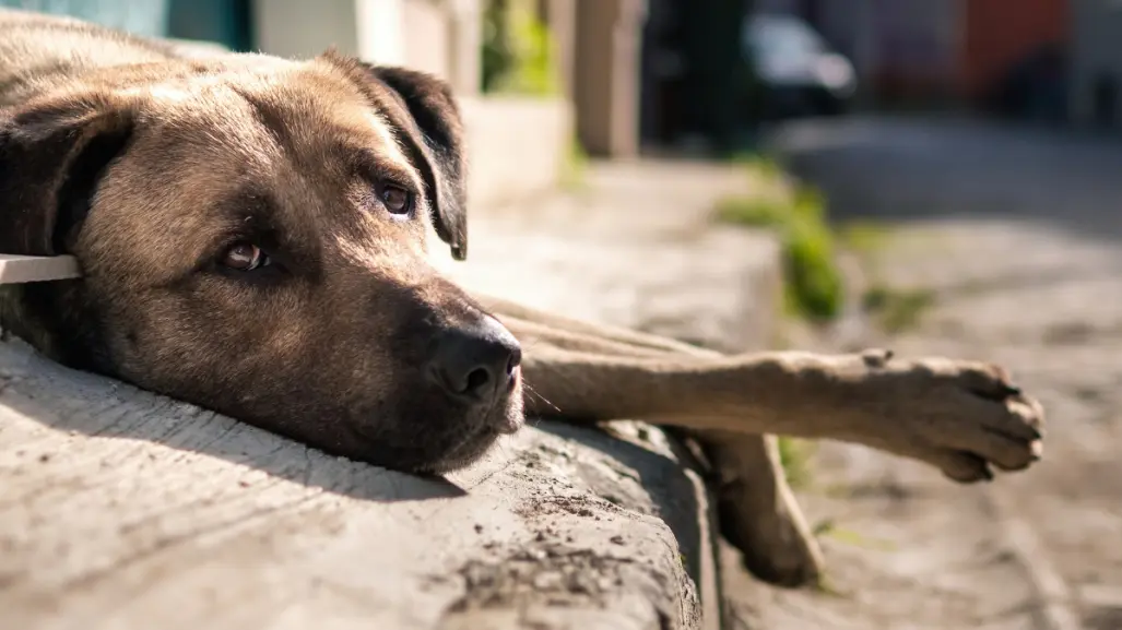 Plantean tipificar como delito el abandono animal doméstico y aplicar sanciones en Nuevo León