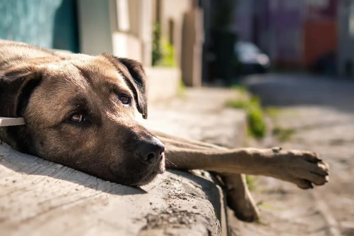 Reyna Reyes propuso tipificar como delito el abandono de animales domésticos/Foto: Freepik