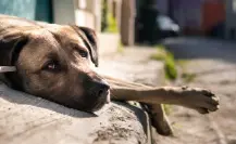 Plantean tipificar como delito el abandono animal doméstico y aplicar sanciones en Nuevo León