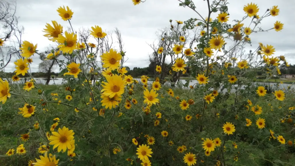 Descubre la flor nativa de Tamaulipas que todos confunden con el girasol