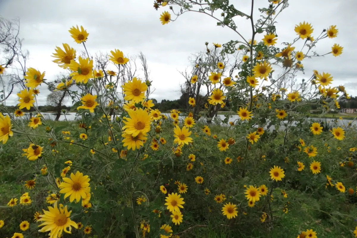 El polocote o falso girasol es nativo de Tamaulipas. Foto: iNaturalist