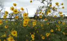 Descubre la flor nativa de Tamaulipas que todos confunden con el girasol