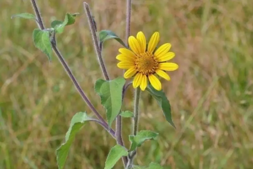 Foto: iNaturalist