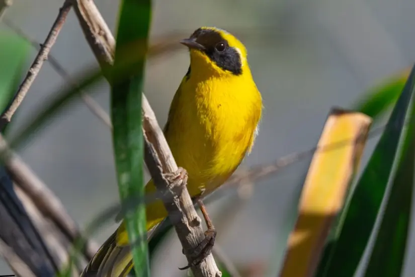 El macho se distingue por la máscara negra con borde amarillo que cubre su rostro. Foto: INaturalist.org
