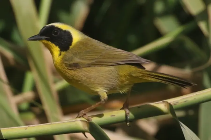 Esta especie habita entre los tules y carrizos de los oasis del sur de la península. Foto: INaturalist.org