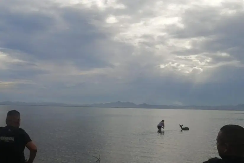 Elementos de seguridad llegaron para atender el reporte del venado en el mar. Foto: Facebook / Más Noticias BCS