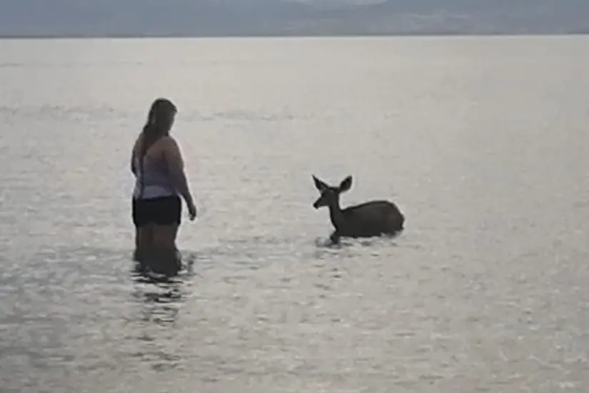 Personas en la orilla intentan ayudar al venado que se encontraba en el agua. Foto: Facebook / Más Noticias BCS