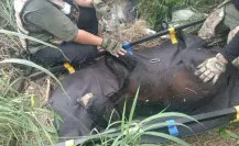 Rescatan a oso visto en plaza comercial de San Pedro