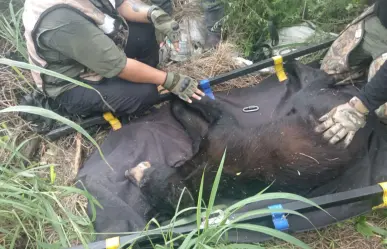 Rescatan a oso visto en plaza comercial de San Pedro