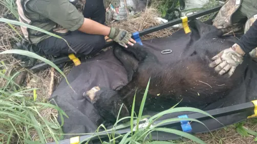 Rescatan a oso visto en plaza comercial de San Pedro