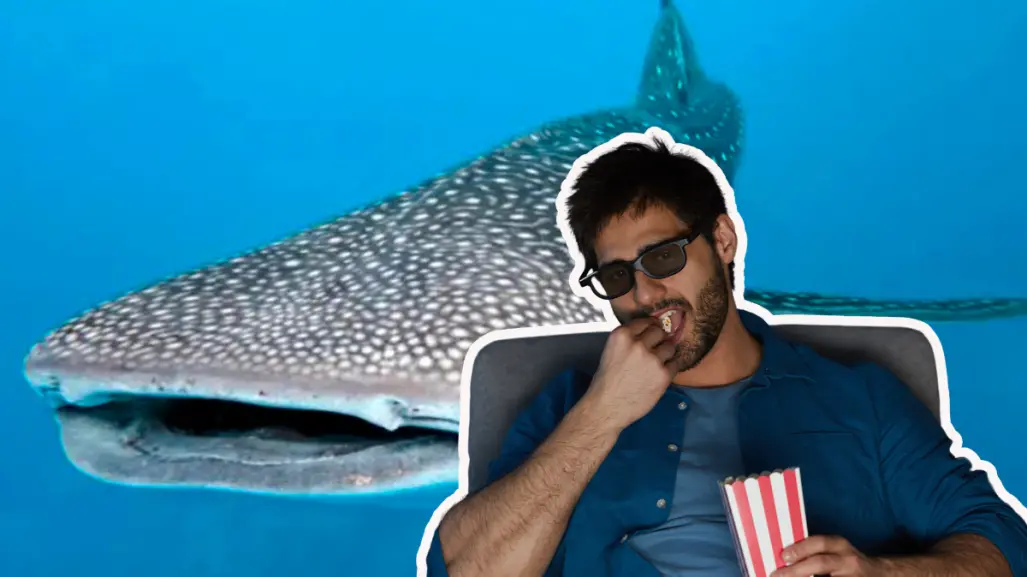 ¿Ya viste el reciente documental sobre el tiburón ballena en La Paz?