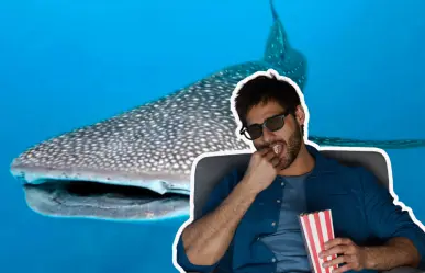 ¿Ya viste el reciente documental sobre el tiburón ballena en La Paz?