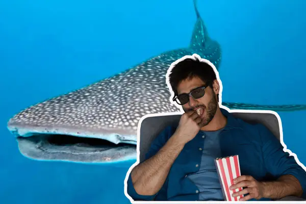 ¿Ya viste el reciente documental sobre el tiburón ballena en La Paz?