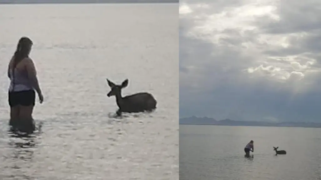 Venado se mete al agua en playa de La Paz y termina escoltado por autoridades
