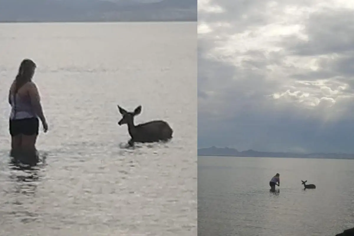Imágenes del venado en el agua se viralizaron en redes sociales, generando diversos comentarios. Foto: Facebook / Más Noticias BCS