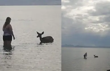 Venado se mete al agua en playa de La Paz y termina escoltado por autoridades