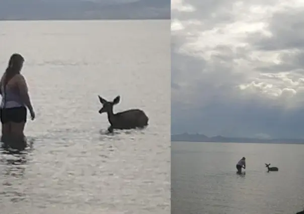 Venado se mete al agua en playa de La Paz y termina escoltado por autoridades