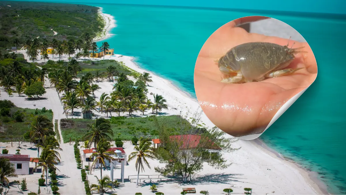 Estos animalitos fueron usados como carnada por los pescadores yucatecos Foto: Canva/Facebook