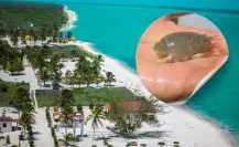 Weches, los animales casi desaparecidos en las playas de Yucatán