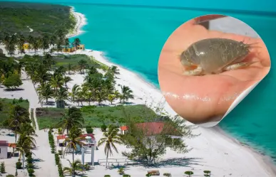 Weches, los animales casi desaparecidos en las playas de Yucatán