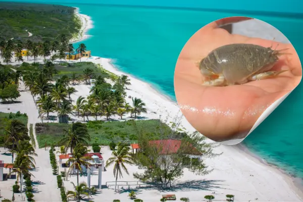 Weches, los animales casi desaparecidos en las playas de Yucatán