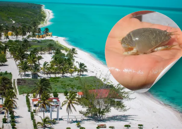 Weches, los animales casi desaparecidos en las playas de Yucatán